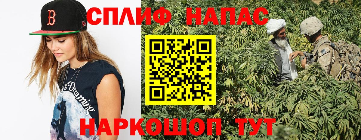 Бошки Шишки план Бор